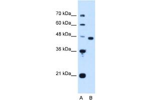 WB Suggested Anti-PA2G4 Antibody Titration:  1. (PA2G4 anticorps  (Middle Region))