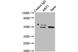 Immunoprecipitating AKT1 in HepG2 whole cell lysate Lane 1: Rabbit control IgG instead of ABIN7167024 in HepG2 whole cell lysate. (AKT1 anticorps  (AA 1-480))