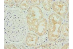 Immunohistochemistry of paraffin-embedded human kidney tissue using ABIN7148458 at dilution of 1:100