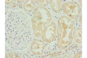Immunohistochemistry of paraffin-embedded human kidney tissue using ABIN7148458 at dilution of 1:100 (COG4 anticorps  (AA 506-785))