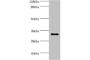 Western blot All lanes: KLK5 antibody at 2 μg/mL + MCF-7 whole cell lysate Secondary Goat polyclonal to rabbit IgG at 1/10000 dilution Predicted band size: 32 kDa Observed band size: 32 kDa (Kallikrein 5 anticorps  (AA 23-293))