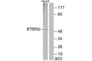 Immunohistochemistry analysis of paraffin-embedded human brain tissue using ETBR2 antibody. (ETBR2 anticorps  (Internal Region))