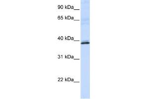 WB Suggested Anti-HAO2 Antibody Titration:  0.