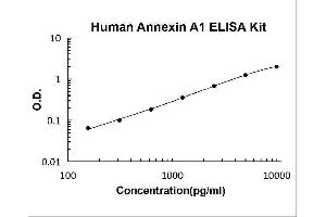 Annexin A1 (ANXA1) ELISA Kit