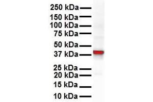 WB Suggested Anti-GNAS antibody Titration: 1 ug/mL Sample Type: Human Jurkat