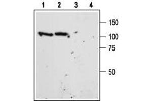 Western blot analysis of mouse (lanes 1 and 3) and rat (lanes 2 and 4) brain lysate: - 1,2. (Sortilin 1 anticorps  (Extracellular Domain))