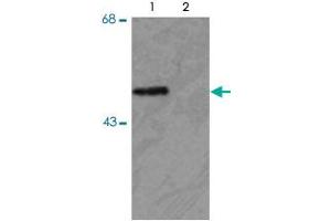 Western blot of HEK293 cells transfected with PARK2 WT (Phospho) and PARK2 S378 mutant (non-phospho) showing the phospho-specific immunolabeling of the ~ 52 k parkin protein. (Parkin anticorps  (pSer378))
