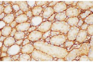 Immunohistochemistry of paraffin-embedded Rat kidney using FGB Polycloanl Antibody at dilution of 1:200