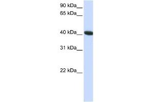 C1ORF159 antibody used at 1 ug/ml to detect target protein. (C1orf159 anticorps  (C-Term))