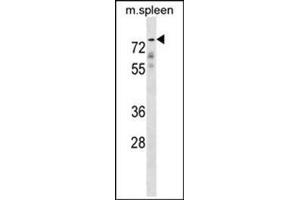 Western blot analysis of GPC2 Antibody (N-term) Cat.
