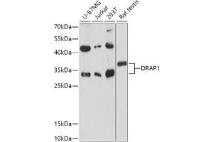 Western blot analysis of extracts of various cell lines, using DR antibody (ABIN7266844) at 1:1000 dilution. (DRAP1 anticorps  (AA 50-150))