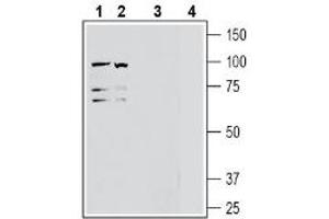 Western blot analysis of human Jurkat T-cell leukemia cell line lysate (lanes 1 and 3) and human K562 erythroleukemia cell line lysate (lanes 2 and 4): - 1-2. (ADAM10 anticorps  (Extracellular, N-Term))