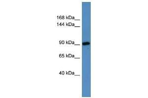Hps3 antibody used at 0. (HPS3 anticorps  (N-Term))