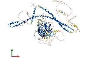 AlphaFold protein structure predicition of Human Recombinant SPAG9 Protein, UniprotID O60271