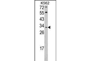 Western blot analysis of ITM2A Antibody (N-term) (ABIN390731 and ABIN2841002) in K562 cell line lysates (35 μg/lane). (ITM2A anticorps  (N-Term))
