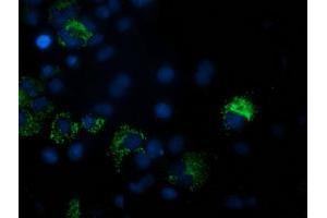 Anti-PDF mouse monoclonal antibody (ABIN2454640) immunofluorescent staining of COS7 cells transiently transfected by pCMV6-ENTRY PDF (RC205788). (GDF15 anticorps)