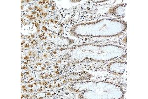IHC analysis of TCEB2/ELOB using anti-TCEB2/ELOB antibody (ABIN7598964).