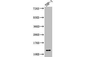 Western Blot Positive WB detected in: THP-1 whole cell lysate All lanes: CSTA antibody at 5. (CSTA anticorps  (AA 2-98))