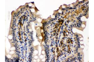 Anti- SMC3 Picoband antibody, IHC(P) IHC(P): Mouse Intestine Tissue (SMC3 anticorps  (C-Term))
