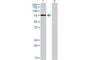 Western Blot analysis of KIF2C expression in transfected 293T cell line by KIF2C monoclonal antibody (M01), clone 1G2.