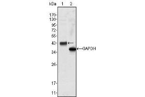 Western Blot showing WNT10B antibody used against Hela cell lysate (1).