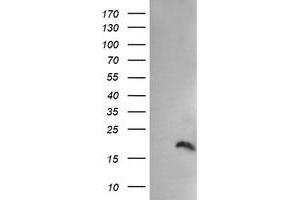 Image no. 1 for anti-Peptidylprolyl Isomerase (Cyclophilin)-Like 3 (PPIL3) antibody (ABIN1500364) (PPIL3 anticorps)