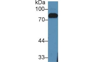 Detection of LTF in Bovine Serum using Polyclonal Antibody to Lactoferrin (LTF) (Lactoferrin anticorps  (AA 25-352))