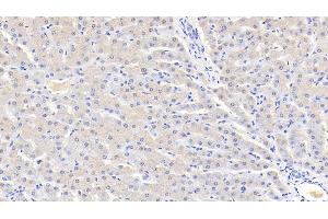 Detection of AT in Bovine Liver Tissue using Polyclonal Antibody to Antithrombin (AT) (SERPINC1 anticorps  (AA 33-465))