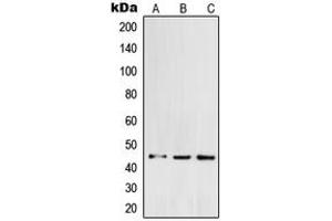 Western blot analysis of POFUT1 expression in K562 (A), HCT116 (B), HeLa (C) whole cell lysates.