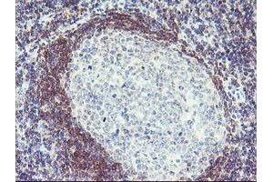 Immunohistochemical staining of paraffin-embedded Human tonsil using anti-PLDN mouse monoclonal antibody. (Pallidin anticorps)