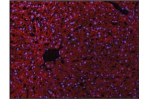 Images provided by Science Direct, badge number 029590: Formalin-fixed and frozen-OCT embedded mouse liver labeled with Rabbit Anti-VE Cadherin Polyclonal Antibody, Unconjugated (ABIN729343) 1:100, overnight at 4 °C, The secondary antibody was diluted to 1:100 for 120 minutes at 37 °C.