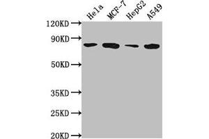 Western Blot Positive WB detected in: Hela whole cell lysate, MCF-7 whole cell lysate, HepG2 whole cell lysate, A549 whole cell lysate All lanes: GRHL1 antibody at 1:2000 Secondary Goat polyclonal to rabbit IgG at 1/50000 dilution Predicted band size: 71, 50, 58 kDa Observed band size: 71 kDa (GRHL1 anticorps  (AA 1-95))