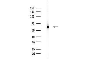anti-Staufen Double-Stranded RNA Binding Protein 1 (STAU1) (Internal Region) antibody