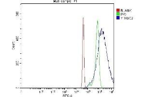 anti-YTH Domain Containing 2 (YTHDC2) (AA 105-1231) antibody