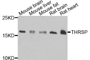Western blot analysis of extracts of various cell lines, using THRSP antibody. (THRSP anticorps)