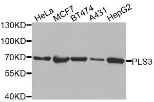 Western blot analysis of extracts of various cell lines, using PLS3 antibody. (Plastin 3 anticorps  (AA 1-240))
