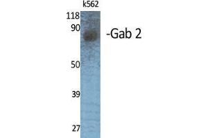 Western Blot (WB) analysis of specific cells using Gab 2 Polyclonal Antibody. (GAB2 anticorps  (Internal Region))