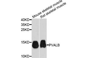 Western blot analysis of extracts of mouse skeletal muscle cells, using PVALB antibody. (PVALB anticorps)