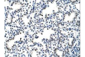 Image no. 1 for anti-Heterogeneous Nuclear Ribonucleoprotein L-Like (HNRPLL) (AA 24-73) antibody (ABIN202737)