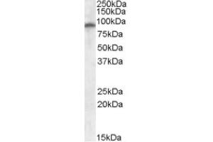 Image no. 1 for anti-Glutamate Receptor, Ionotropic, AMPA 4 (GRIA4) (Internal Region) antibody (ABIN375014) (GRIA4 anticorps  (Internal Region))