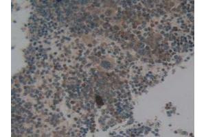 IHC-P analysis of Mouse Spleen Tissue, with DAB staining. (NCF4 anticorps  (AA 111-339))