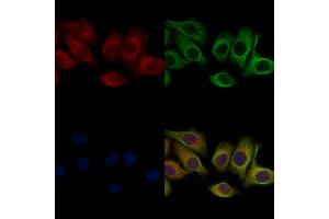 ABIN6258019 and ABIN6275969 staining Hela cells by IF/ICC.
