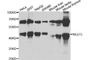 Western blot analysis of extracts of various cell lines, using NELFE antibody (ABIN6289947) at 1:1000 dilution.