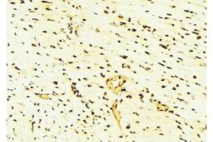 ABIN6276439 at 1/100 staining Mouse liver tissue by IHC-P. (PARK7/DJ1 anticorps  (C-Term))