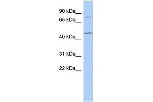 WB Suggested Anti-FBXO39 Antibody Titration: 0. (FBXO39 anticorps  (N-Term))
