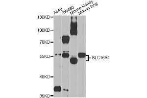 Western blot analysis of extracts of various cell lines, using SLC16A4 Antibody (ABIN5971547) at 1/1000 dilution. (SLC16A4 anticorps)