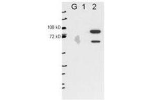 Image no. 1 for anti-Epithelial Splicing Regulatory Protein 2 (ESRP2) antibody (ABIN1101390) (ESRP2 anticorps)