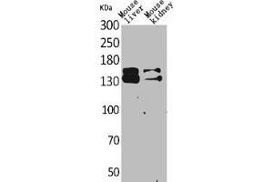 Western Blot analysis of mouse liver mouse kidney cells using RFC1 Polyclonal Antibody (RFC1 anticorps  (Internal Region))