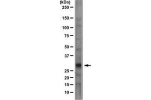 Rat brain lysate was resolved by electrophoresis, transferred to PVDF and probed with anti-Prion Protein, clone 2G11 (1 µg/mL). (PRNP anticorps)