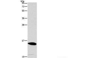 Western Blot analysis of Mouse brain tissue using CST4 Polyclonal Antibody at dilution of 1:1450 (CST4 anticorps)